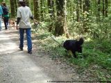 fruehling_apbt_club_2009_014