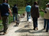 fruehling_apbt_club_2009_015