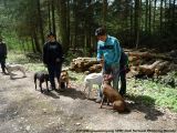 fruehling_apbt_club_2009_031