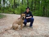 fruehling_apbt_club_2009_037